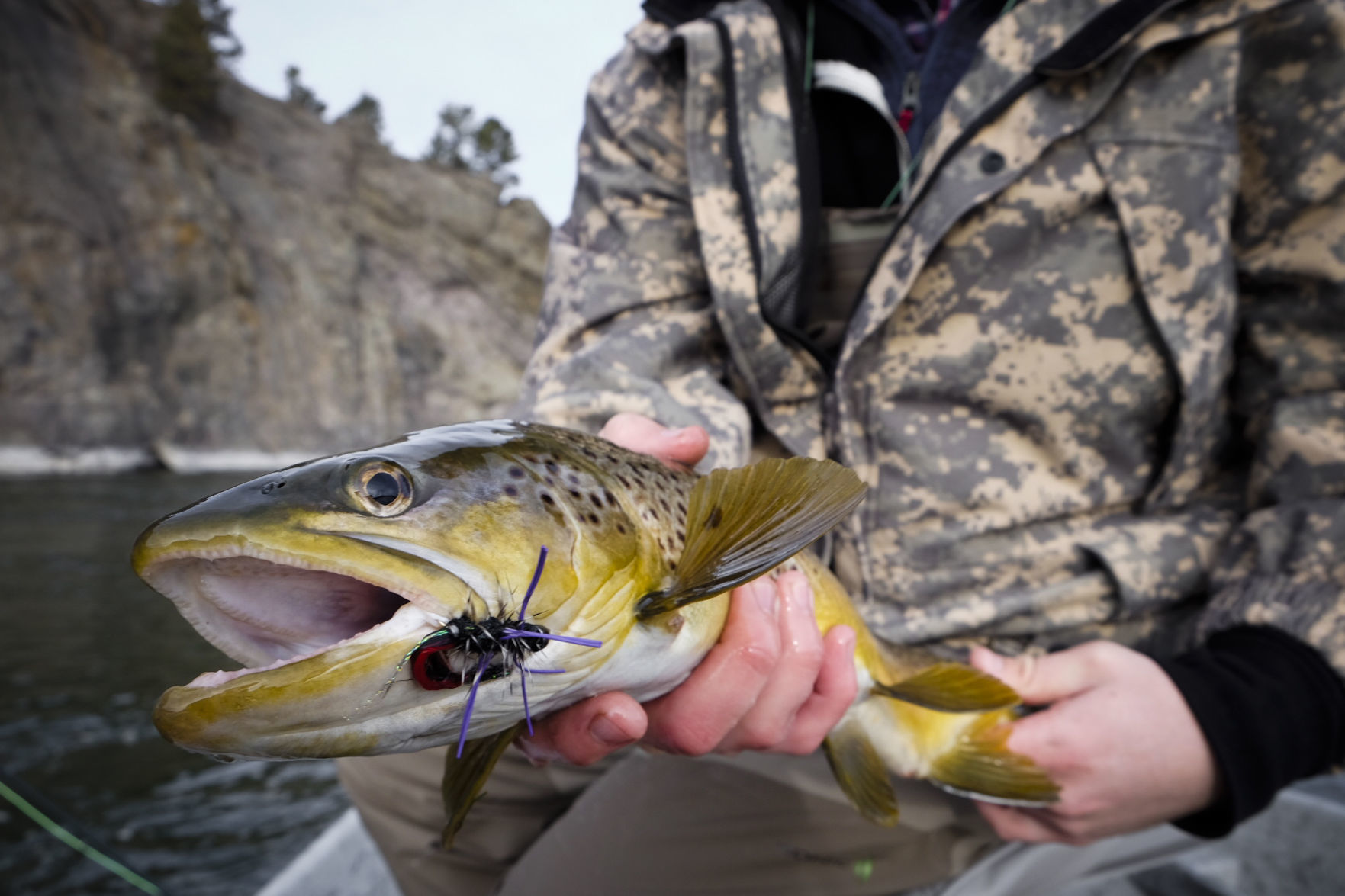 Brown trout
